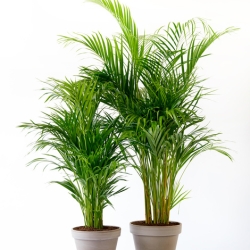 Location de plantes